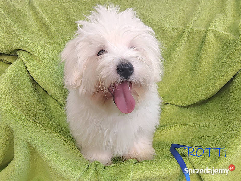 SAMIEC Piesek rasowy Coton De Tulear szczenię z Kraków