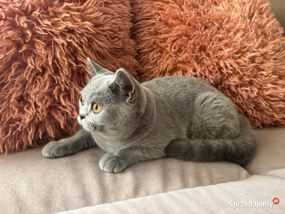 Kocięta brytyjskie z rodowodem FPL Kraków