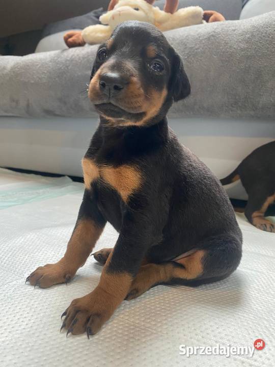 Doberman lubelskie Romanów