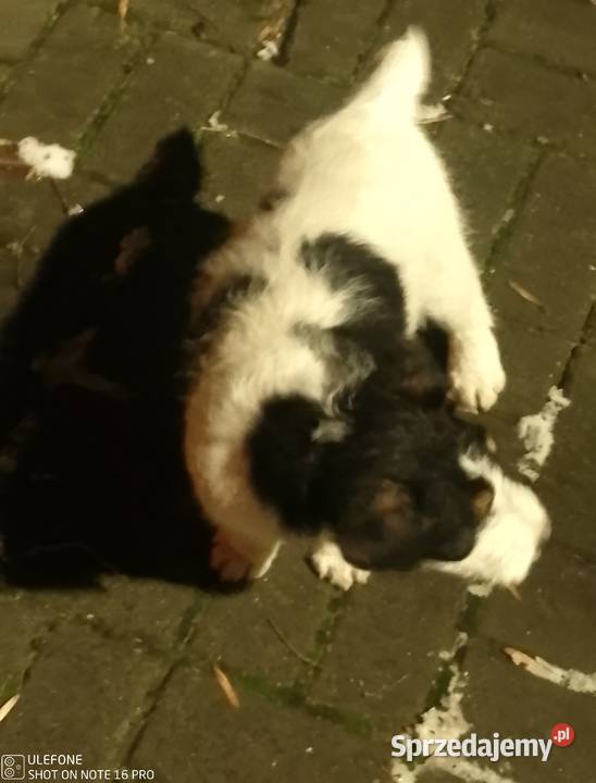 Sprzedam Fox teriera szczeniakka Stalowa Wola sprzedam
