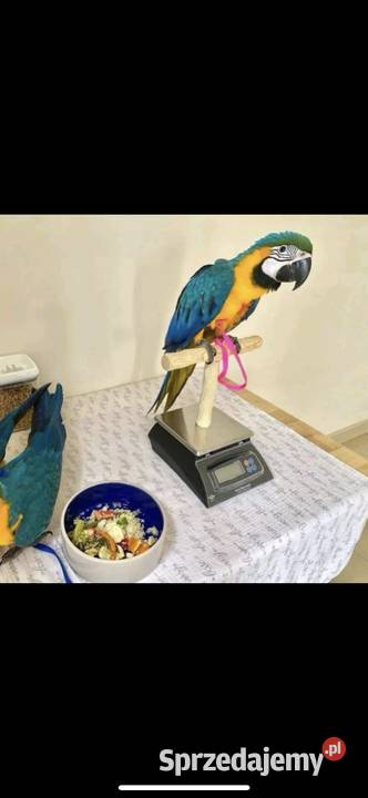 Kolorowe papugi i jaja papug na sprzedaż sprzedam