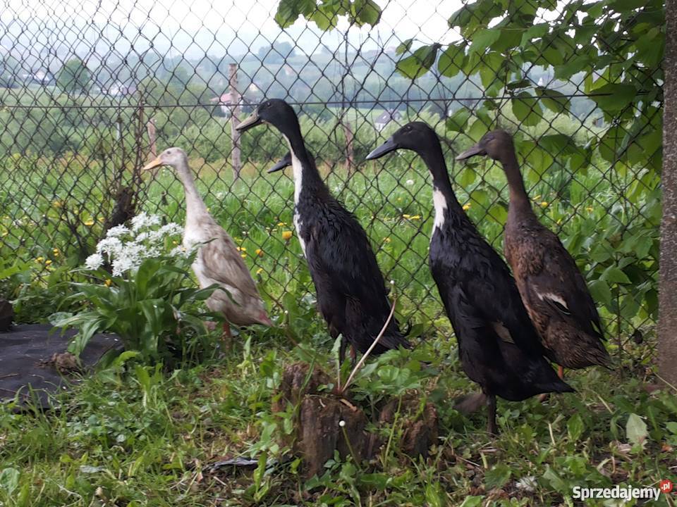 Sprzedam kaczki ozdobne Limanowa sprzedam