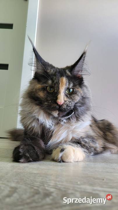 Kotka Hailey Maine Coon Maine Coon Szembruk
