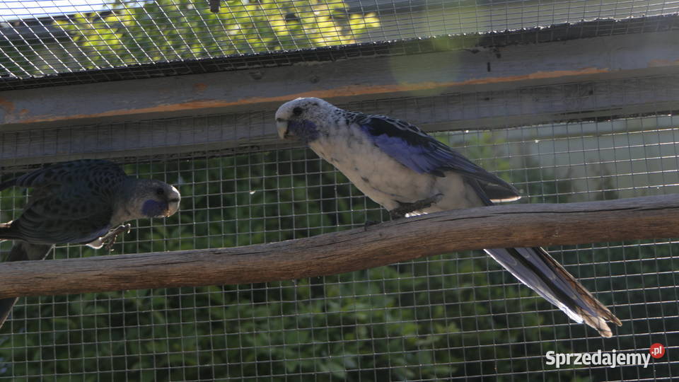 Rozella Królewska Niebieska Zelów sprzedam