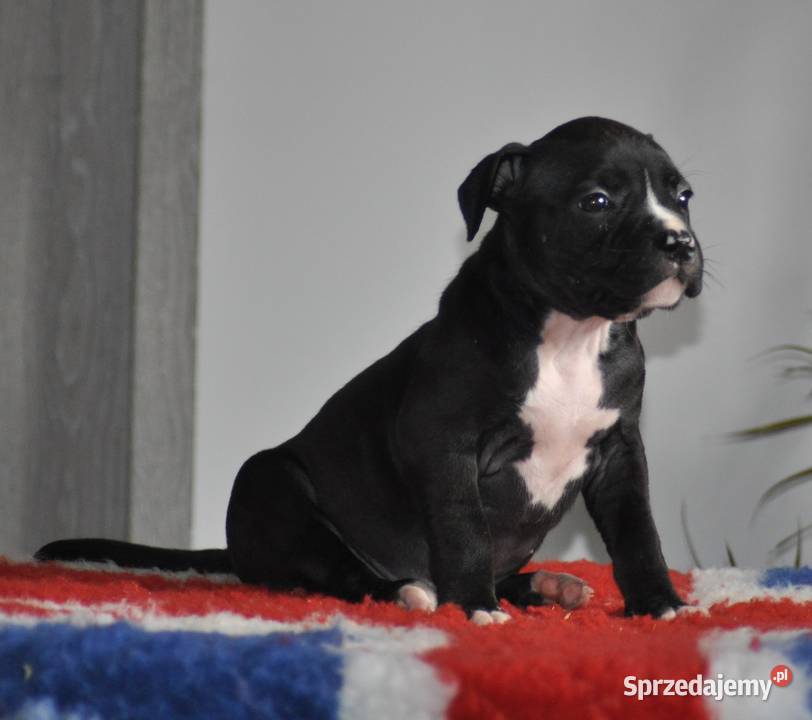 Amstaff zkwp FCI przepiękna suczka Koziegłowy
