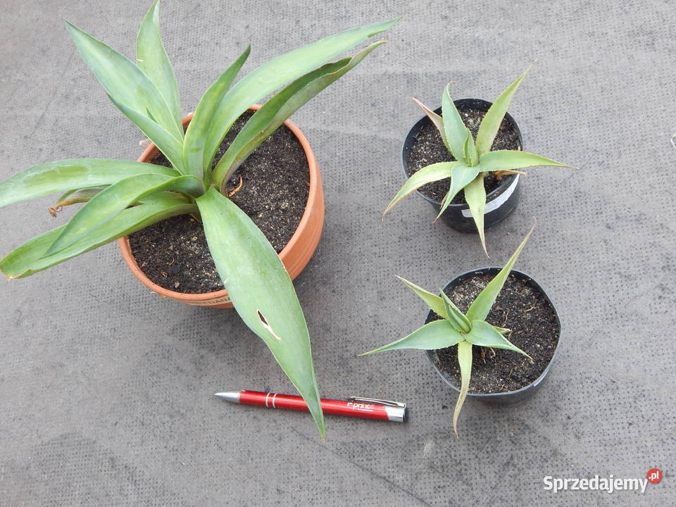 Ładna agawa Agave desmettiana Jacobi sadzonka Kraków