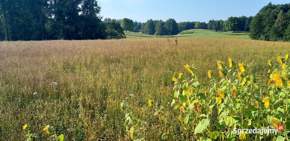 Len oleisty ekologiczny na siew Szypliszki
