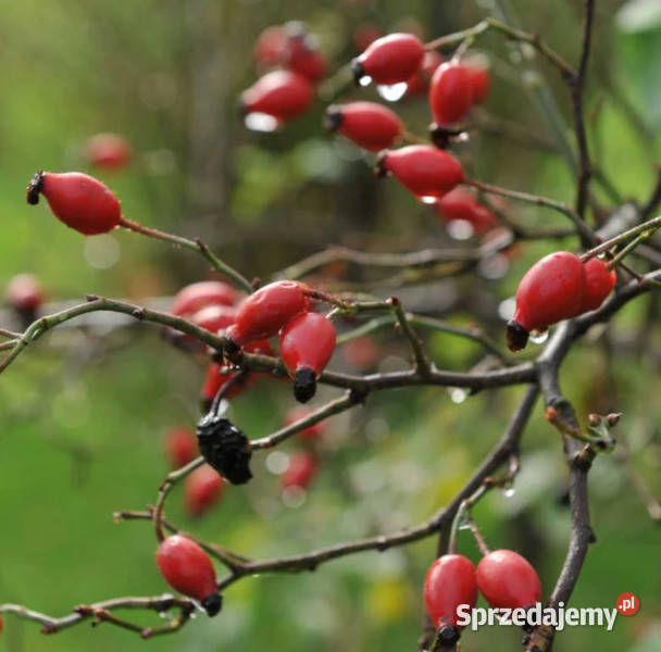 RÓŻA DZIKA LAXA Rosa canina var Laxa NASIONA 500 Lubanie