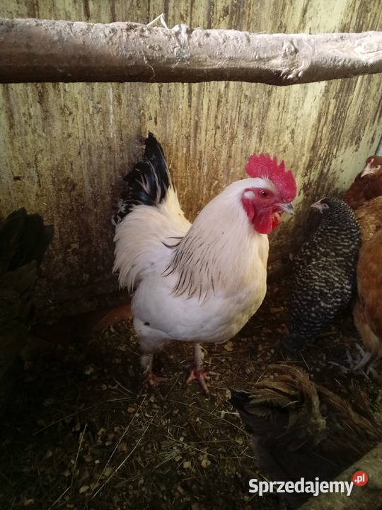 Sprzedam dwa młode kogutyspokojne Mochnaczka Niżna