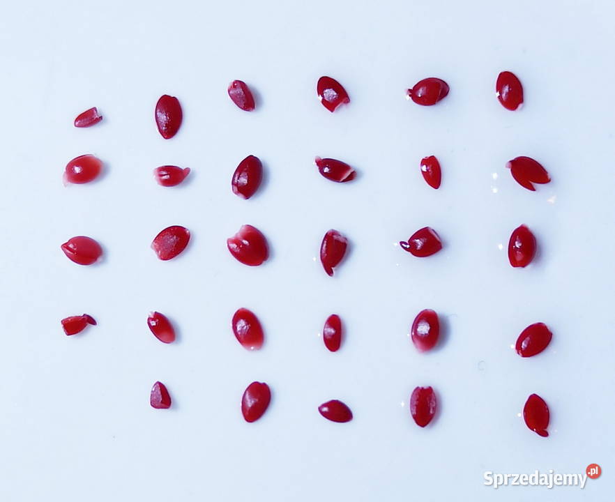 NASIONA Antypka Śliwa wonna Prunus mahaleb 2022 Puławy