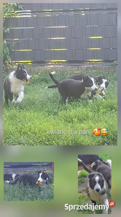 Piękny piesek border collie