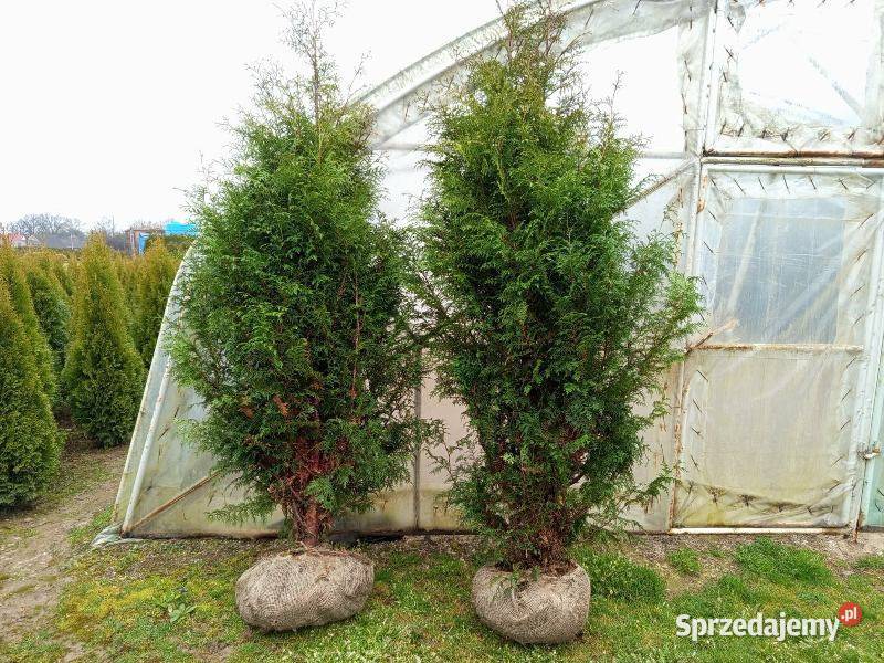 Thuja Plicata Gelderland 200250 100 Wrocław Januszkowice sprzedam