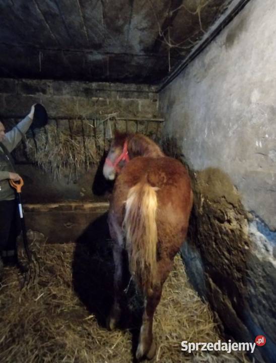 klacz zimnokrwista Glewo sprzedam