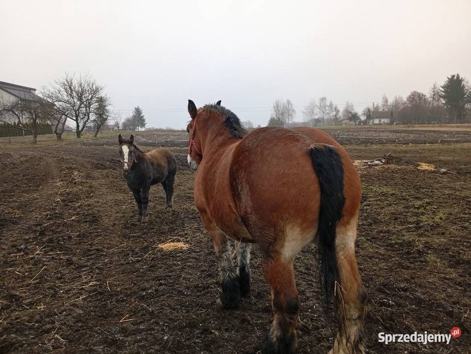 Sprzedam klacz Arden Szwedzki Dorohusk