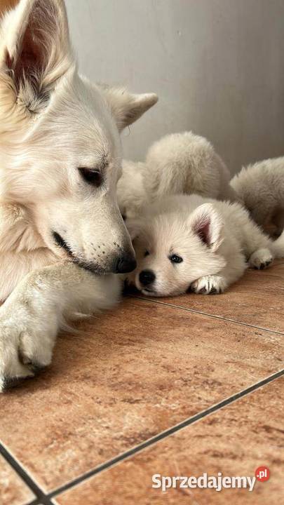 Biały owczarek szwajcarski suczki gotowe do Baniewice sprzedam