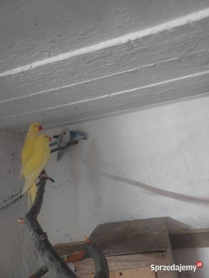 Sprzedam papugi faliste WPF i drobną egzotykę Błaszki