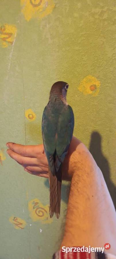 Papugi rudosterki ręcznie karmione Tychy