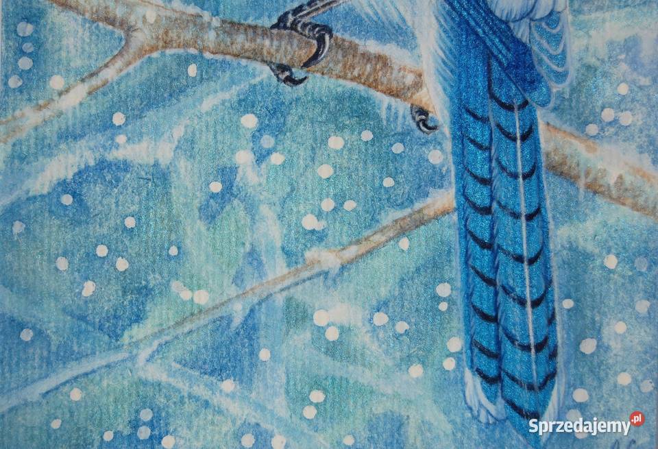 Blue Jay modrosójka błękitna ptak zima akwarela niebieski Lublin