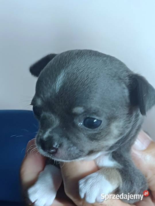 Niebieska Ziawjskowa Dziewczynka Chihuahua Zgierz