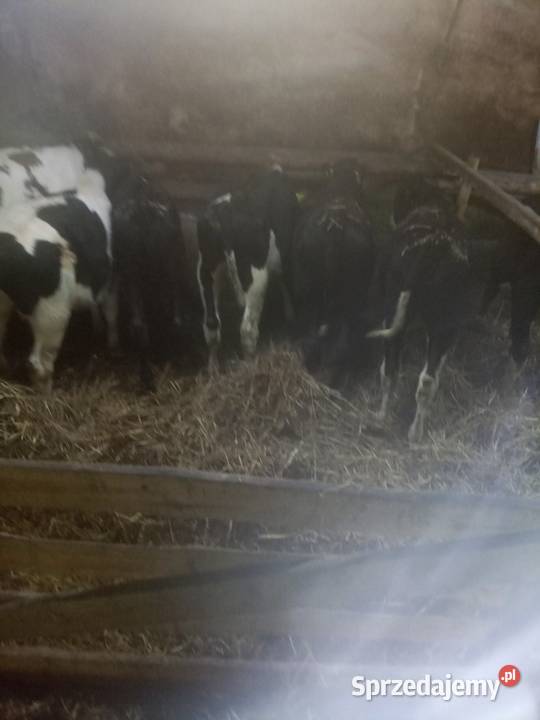 Sprzedam byczki Ostrów Wielkopolski