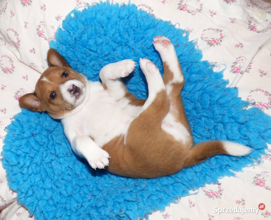 Basenji szczenię KUUME Z GREMLINKOWA Pozostałe łódzkie Pabianice