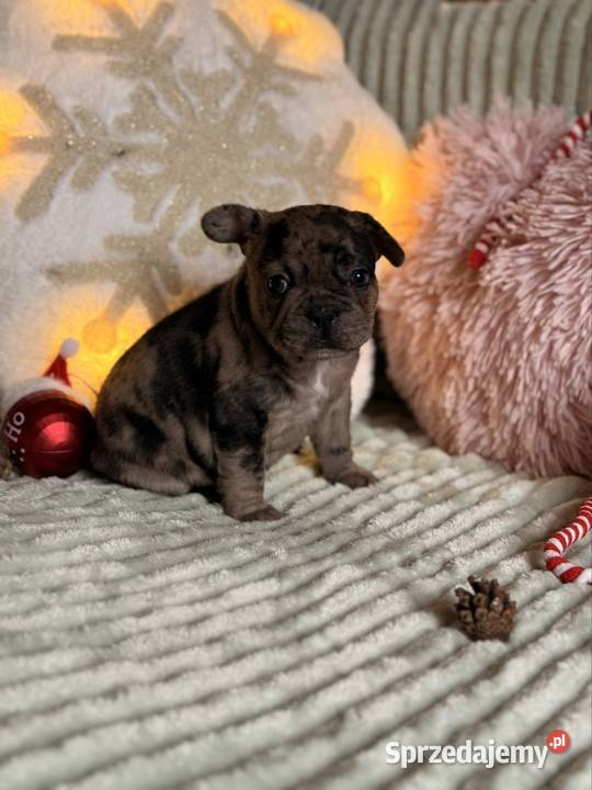 Buldog francuski do rezerwacji śląskie Częstochowa