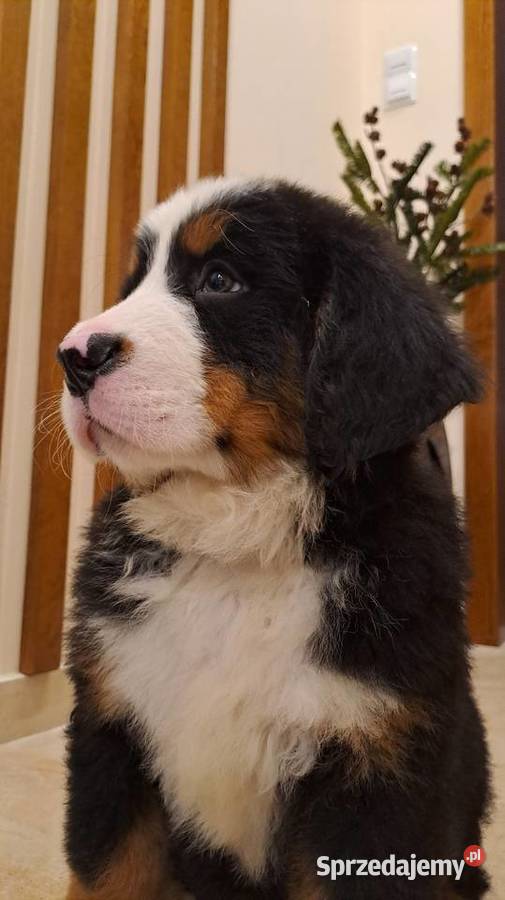 Berneński Pies Pasterski z rodowodem łódzkie sprzedam