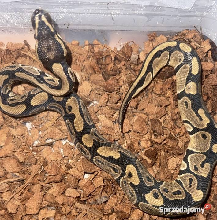 Pyton królewski Gady i płazy sprzedam