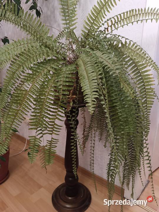 Kwietnik antyczny Łąki Kozielskie