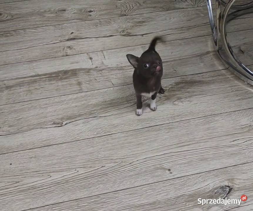 MINI Dziewczynka Chihuahua Gotowa Do Odbioru Ciszkowo