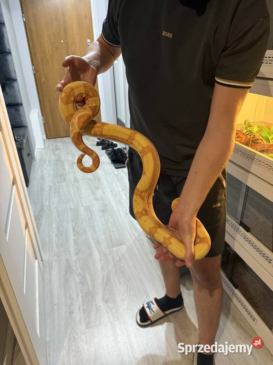 Boa Cesarski Imperator Bydgoszcz