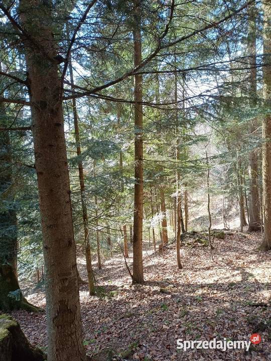 Sprzedam Las działkę 12ha leśna Sprzedaż Sidzina