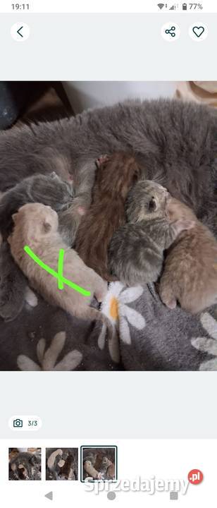 Kotki brytyjskie krótko wlose