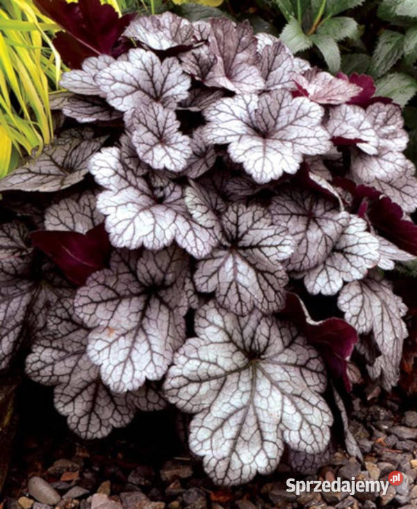 ŻURAWKA Glitter Heuchera sadzonki w doniczkach kujawsko-pomorskie Ustronie