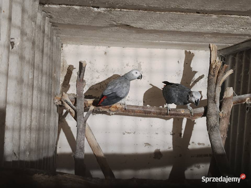 Dorosłe pary hodowlane żako kongijskiego Ptaki wielkopolskie