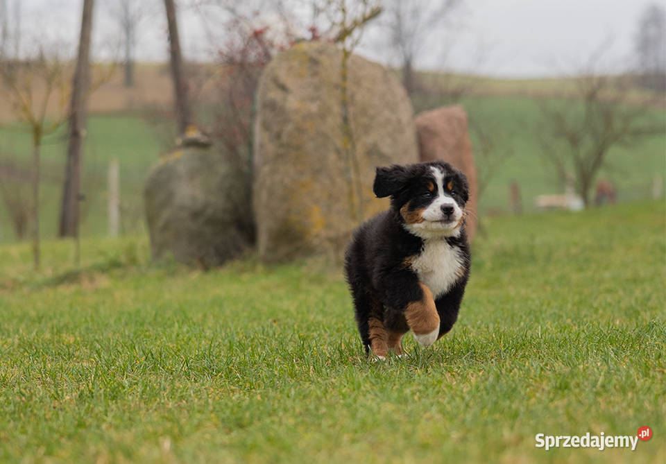 Szczeniaki Berneński Pies Pasterki Podlasie Suwałki sprzedam