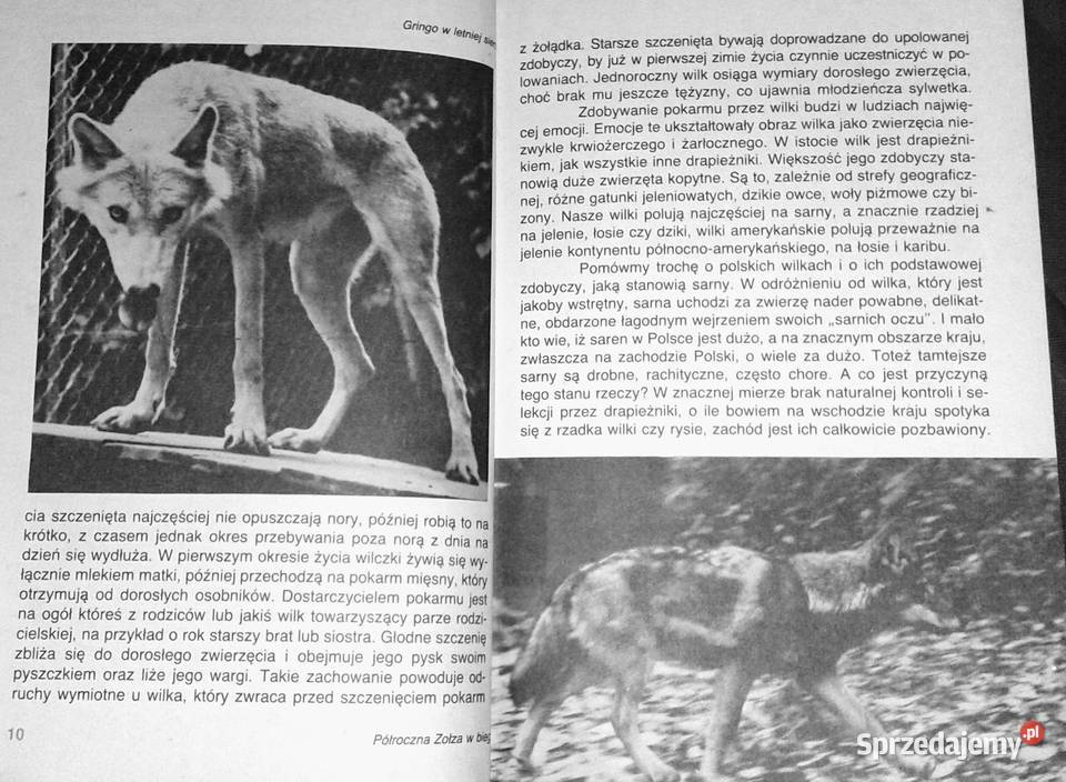 Pies czy wilk Krystyna Chwedeńczuk Chełm