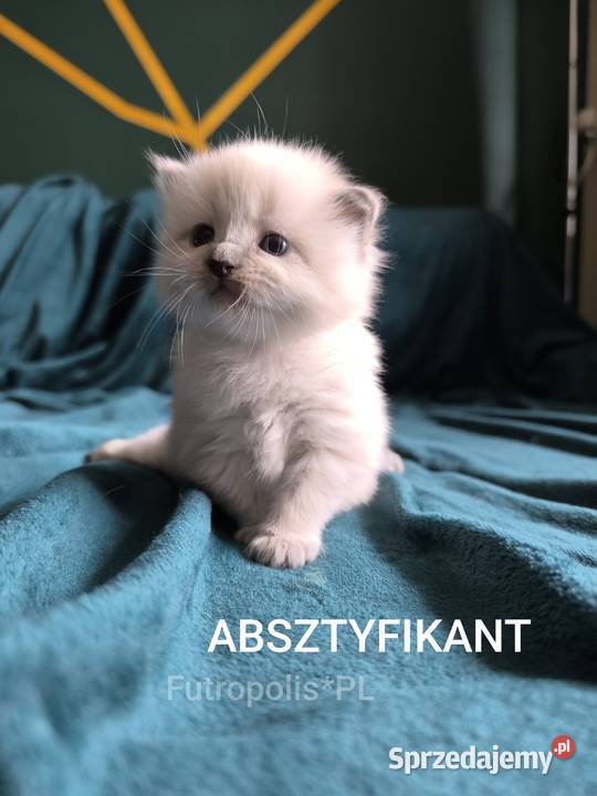 Syberyjskie kocięta Syberyjski Warszawa