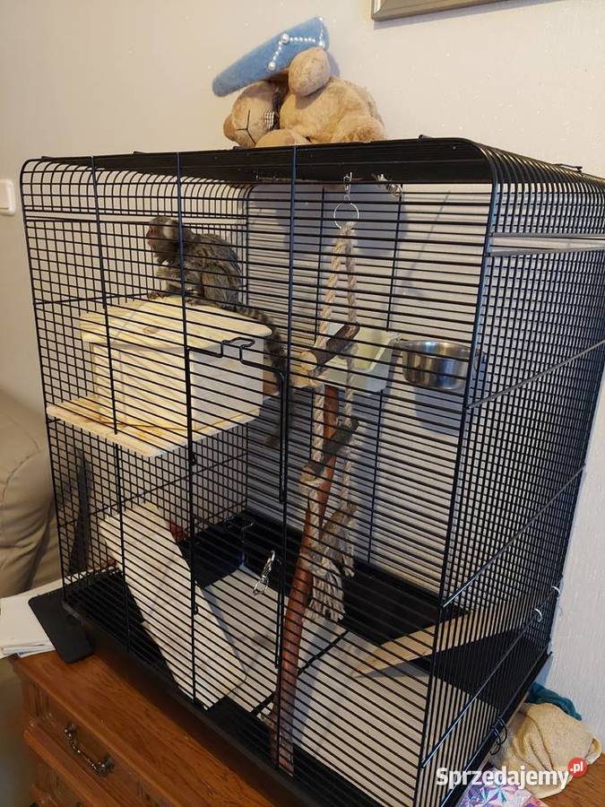 Małpka Marmozeta Białoucha mazowieckie Warszawa