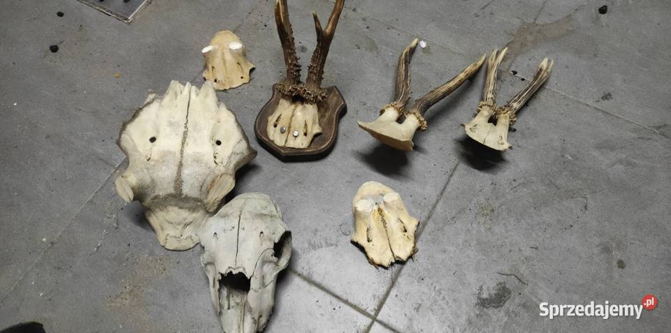 Zestaw parostkow z czaszkami Częstochowa sprzedam