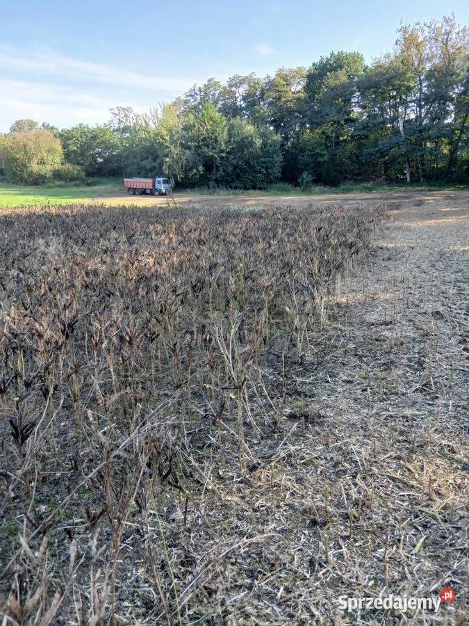 Sprzedam łubin Butan Zboża zachodniopomorskie Rożnowo sprzedam