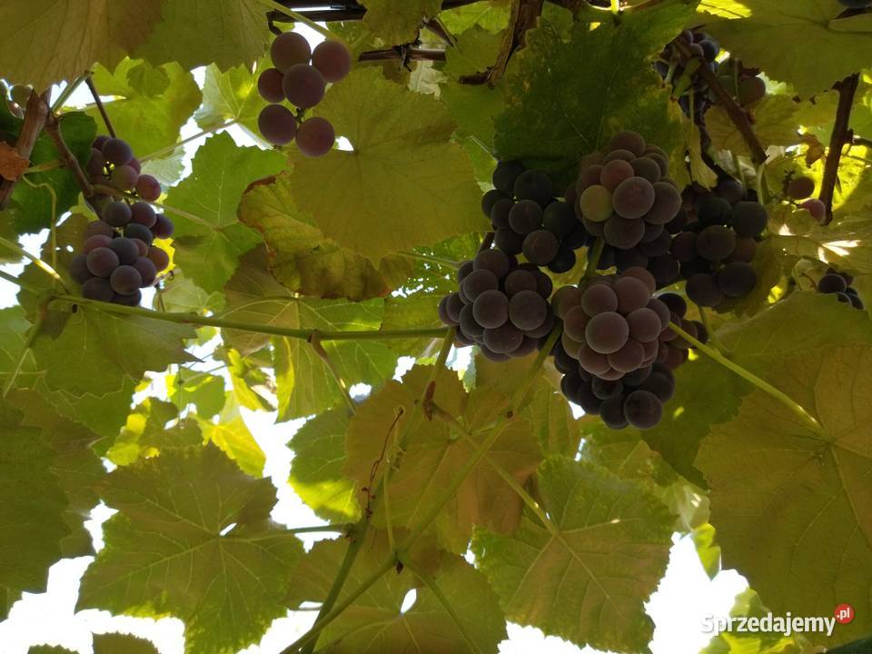 Winogron na wino soki i do bezpośredniego Wrocław
