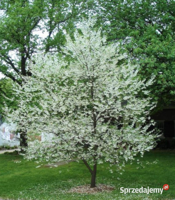 OŚNIEŻA KAROLIŃSKA Halesia carolina NASIONA 30 Lubanie