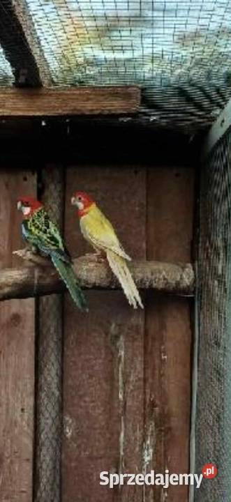 Rozella białolica Łask