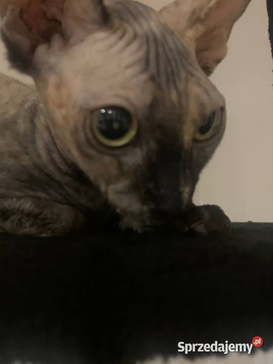 Sfinks Kanadyjski Niebieskooka piękność do Sfinks Leszno