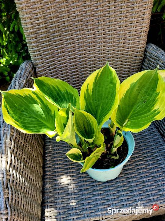 Hosta żółto zielona 5w1 XXL Brzeziniec