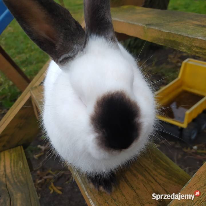 Króliki kalifornijskie dolnośląskie Wińsko