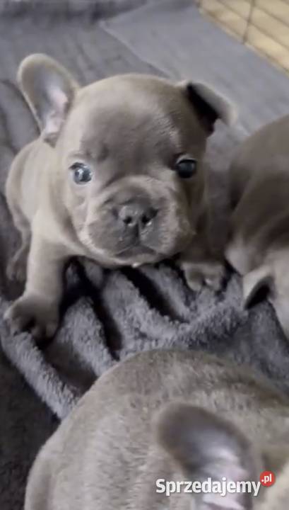 Buldog francuski buldogi niebieski blue Bielany Wrocławskie