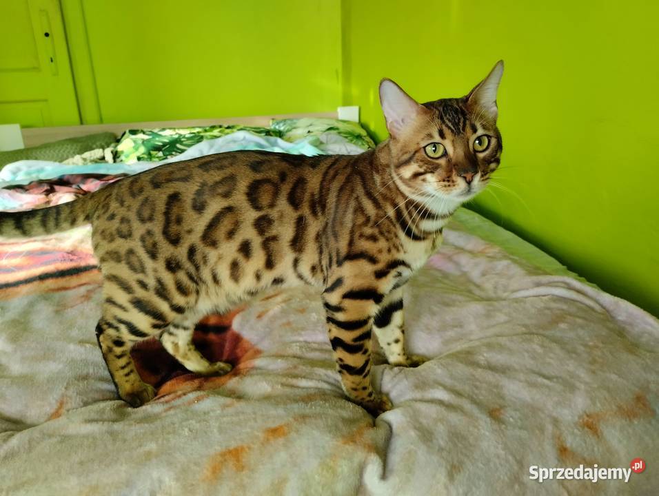 Reproduktor kot bengalski Kenzo krycie podkarpackie