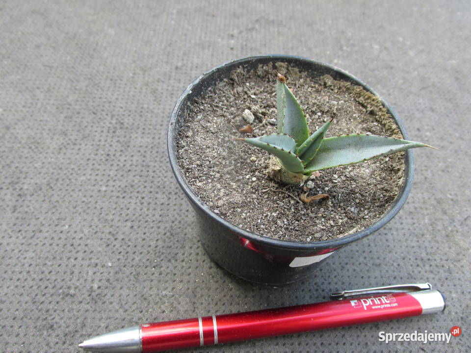 Mrozoodporna agawa do 12C Agave x nigra sadzonka Kraków